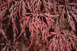Red Select Japanese Maple (Acer palmatum 'Red Select') at Lurvey Garden Center