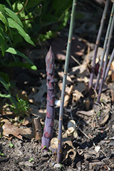 Purple Passion Asparagus (Asparagus 'Purple Passion') at Lurvey Garden Center