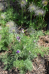 Pasqueflower (Pulsatilla vulgaris) at Lurvey Garden Center