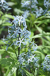 Narrow-Leaf Blue Star (Amsonia hubrichtii) at Lurvey Garden Center