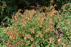 Apricot Sprite Hyssop (Agastache aurantiaca 'Apricot Sprite') at Lurvey Garden Center