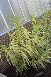 Golden Chain Giant Reed Grass (Arundo donax 'Golden Chain') at Lurvey Garden Center