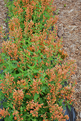 Poquito Orange Hyssop (Agastache 'TNAGAPO') at Lurvey Garden Center