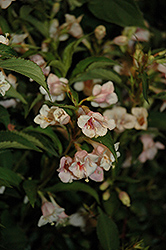 Sunny Anniversary Abelia (Abelia x grandiflora 'Minduo1') at Lurvey Garden Center