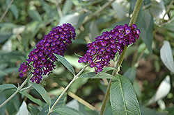 Purple Profusion Butterfly Bush (Buddleia davidii 'Purple Profusion') at Lurvey Garden Center