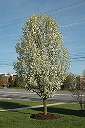 Redspire Ornamental Pear (Pyrus calleryana 'Redspire') at Lurvey Garden Center