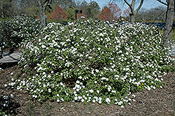 Compact Koreanspice Viburnum (Viburnum carlesii 'Compactum') at Lurvey Garden Center