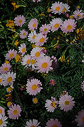 Molimba Pink Marguerite Daisy (Argyranthemum frutescens 'Argymip') at Lurvey Garden Center