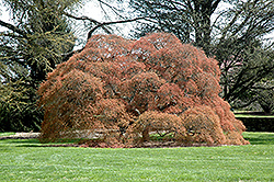 Ornatum Japanese Maple (Acer palmatum 'Ornatum') at Lurvey Garden Center