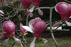Lennei Saucer Magnolia (Magnolia x soulangeana 'Lennei') at Lurvey Garden Center