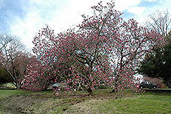 Lennei Saucer Magnolia (Magnolia x soulangeana 'Lennei') at Lurvey Garden Center