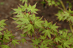 Tsukasa Silhouette Japanese Maple (Acer palmatum 'Tsukasa Silhouette') at Lurvey Garden Center