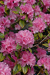 Olga Mezitt Rhododendron (Rhododendron 'Olga Mezitt') at Lurvey Garden Center