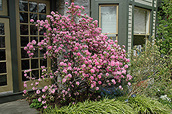 Olga Mezitt Rhododendron (Rhododendron 'Olga Mezitt') at Lurvey Garden Center