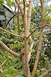 Erythrocladum Moosewood (Acer pensylvanicum 'Erythrocladum') at Lurvey Garden Center