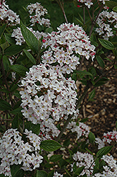 Mohawk Viburnum (Viburnum x burkwoodii 'Mohawk') at Lurvey Garden Center