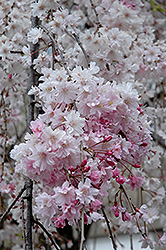 Double Pink Weeping Higan Cherry (Prunus subhirtella 'Pendula Plena Rosea') at Lurvey Garden Center