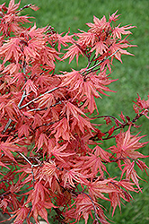 Kasagi Yama Japanese Maple (Acer palmatum 'Kasagi Yama') at Lurvey Garden Center