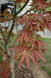 Iijima Sunago Japanese Maple (Acer palmatum 'Iijima Sunago') at Lurvey Garden Center