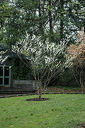 White Redbud (Cercis canadensis 'Alba') at Lurvey Garden Center