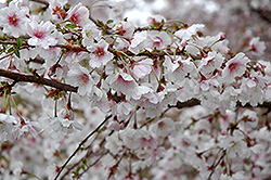 Hally Jolivette Flowering Cherry (Prunus 'Hally Jolivette') at Lurvey Garden Center