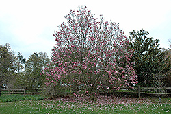 Galaxy Magnolia (Magnolia 'Galaxy') at Lurvey Garden Center