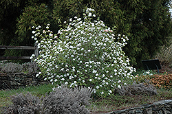 Koreanspice Viburnum (Viburnum carlesii) at Lurvey Garden Center