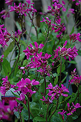 Rose Rock Cress (Arabis blepharophylla) at Lurvey Garden Center