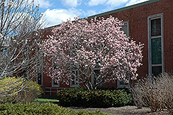 Saucer Magnolia (Magnolia x soulangeana) at Lurvey Garden Center