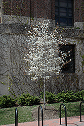 Snowcloud Serviceberry (Amelanchier laevis 'Snowcloud') at Lurvey Garden Center