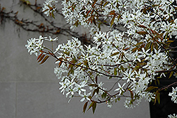 Spring Glory Serviceberry (Amelanchier canadensis 'Spring Glory') at Lurvey Garden Center