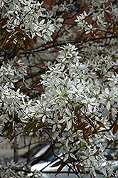 Spring Flurry Serviceberry (Amelanchier laevis 'JFS-Arb') at Lurvey Garden Center
