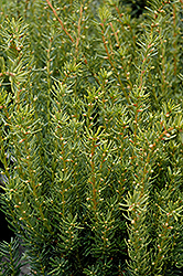 Fairview Yew (Taxus x media 'Fairview') at Lurvey Garden Center
