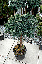 Blue Star Juniper (Juniperus squamata 'Blue Star (tree form)') at Lurvey Garden Center