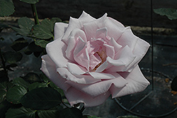 Sterling Silver Rose (Rosa 'Sterling Silver') at Lurvey Garden Center