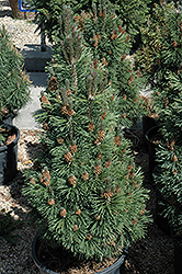 Columnar Mugo Pine (Pinus mugo 'Columnaris') at Lurvey Garden Center