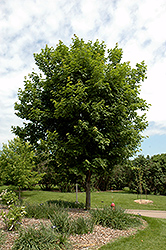 Sugar Maple (Acer saccharum) at Lurvey Garden Center