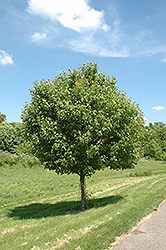 Northwood Red Maple (Acer rubrum 'Northwood') at Lurvey Garden Center