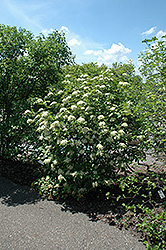 Witherod Viburnum (Viburnum cassinoides) at Lurvey Garden Center
