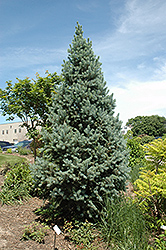 Upright Colorado Spruce (Picea pungens 'Fastigiata') at Lurvey Garden Center