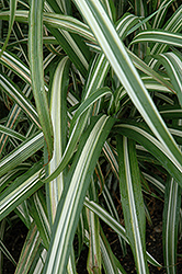 Cabaret Maiden Grass (Miscanthus sinensis 'Cabaret') at Lurvey Garden Center