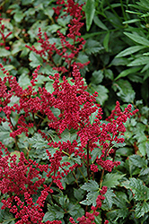 Burgundy Red Astilbe (Astilbe x arendsii 'Burgunderrot') at Lurvey Garden Center