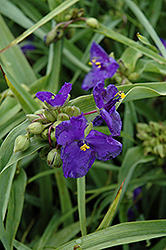 Zwanenburg Blue Spiderwort (Tradescantia x andersoniana 'Zwanenburg Blue') at Lurvey Garden Center