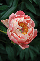 Coral Charm Peony (Paeonia 'Coral Charm') at Lurvey Garden Center