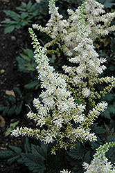 Visions in White Chinese Astilbe (Astilbe chinensis 'Visions in White') at Lurvey Garden Center
