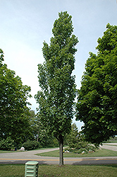 Armstrong Maple (Acer x freemanii 'Armstrong') at Lurvey Garden Center