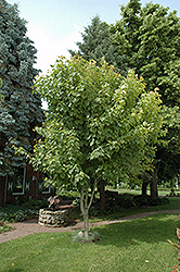 Moosewood (Acer pensylvanicum) at Lurvey Garden Center