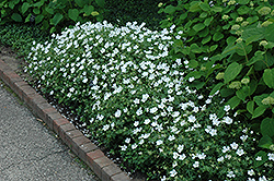 White Cranesbill (Geranium sanguineum 'Album') at Lurvey Garden Center