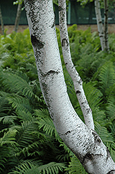 Whitespire Senior Birch (Betula populifolia 'Whitespire Senior') at Lurvey Garden Center