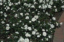 White Meidiland Rose (Rosa 'Meicoublan') at Lurvey Garden Center